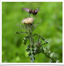 Ruby-Throated Hummingbird - Eating Ruby-Throated Hummingbird - Eating